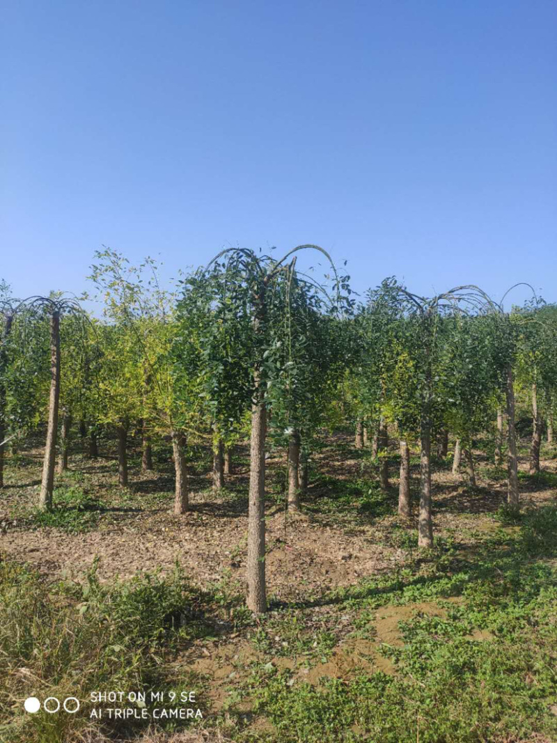 大量供应矮杆高杆金枝槐金叶槐龙爪槐