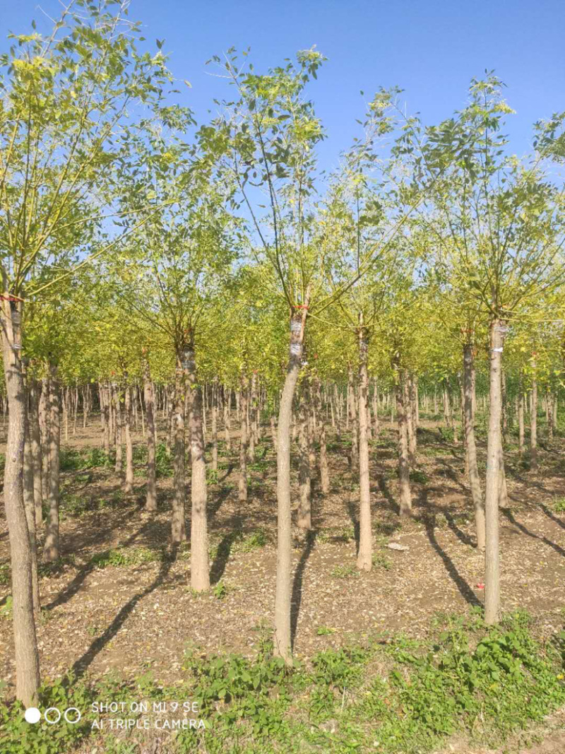 大量供应矮杆高杆金枝槐金叶槐龙爪槐
