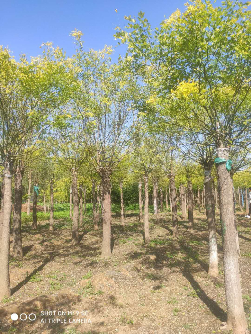 大量供应矮杆高杆金枝槐金叶槐龙爪槐