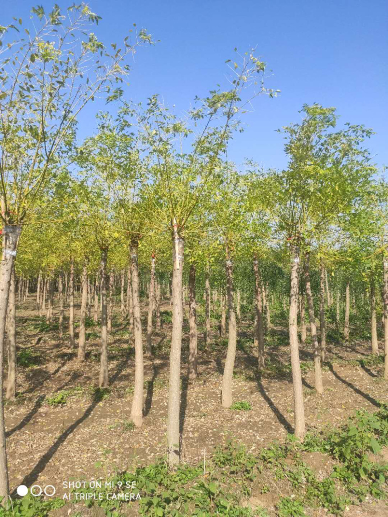大量供应矮杆高杆金枝槐金叶槐龙爪槐