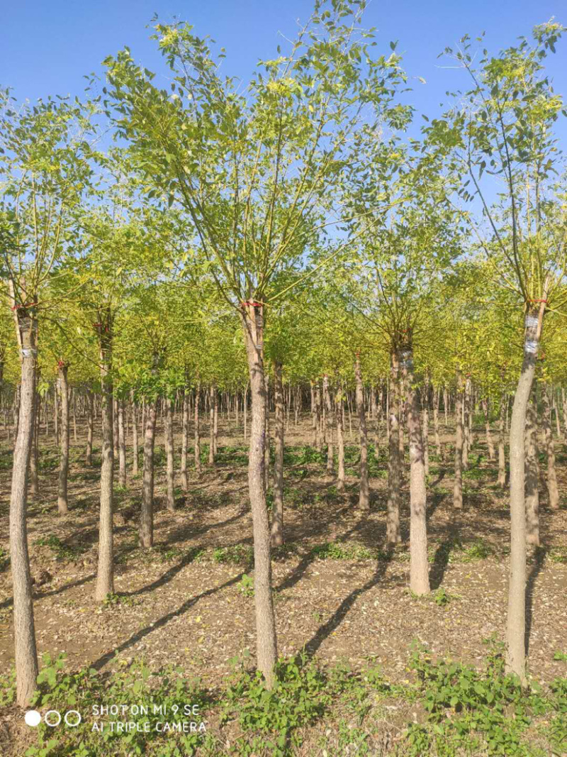 大量供应矮杆高杆金枝槐金叶槐龙爪槐