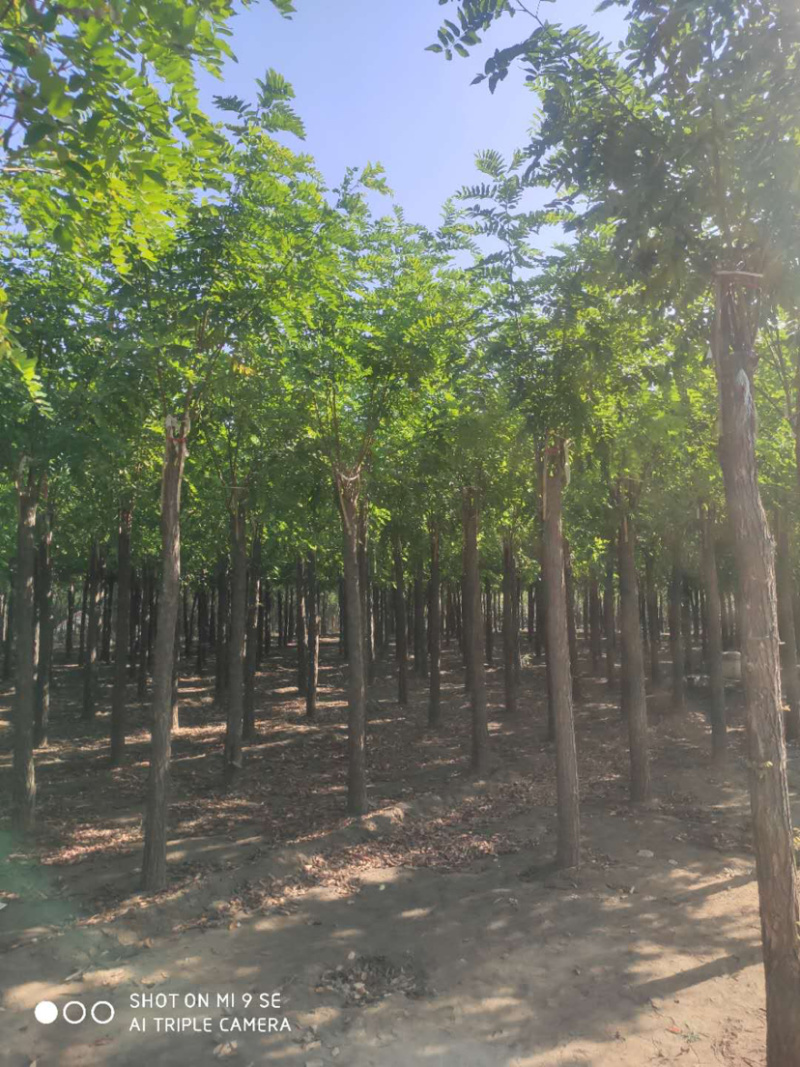 大量供应6-15公分平头刺槐嫁接香花槐