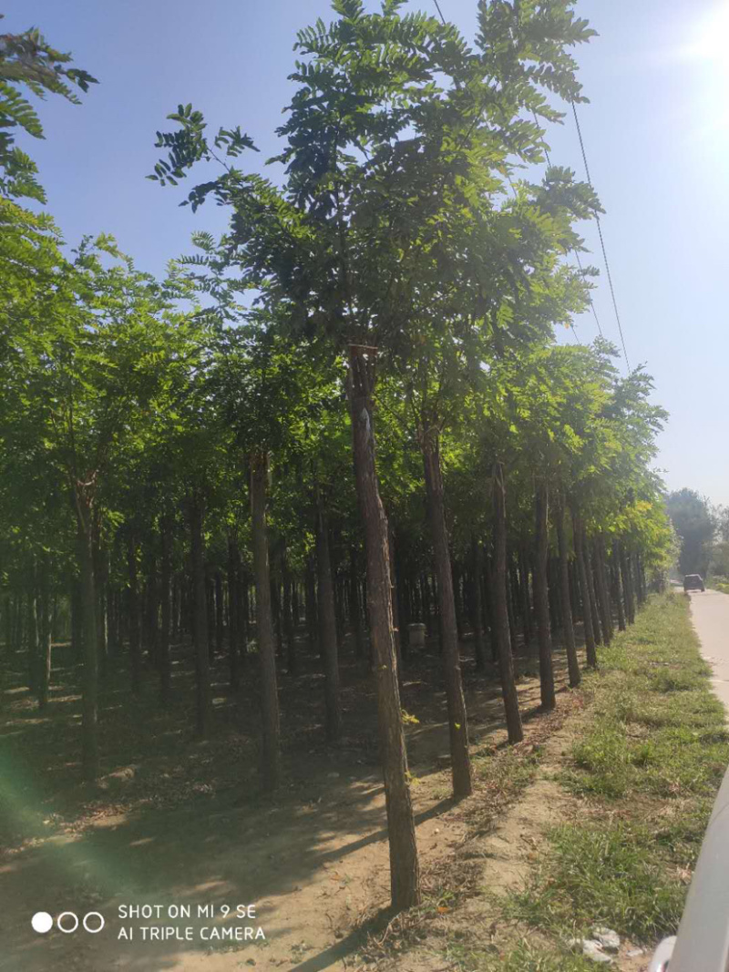 大量供应6-15公分平头刺槐嫁接香花槐