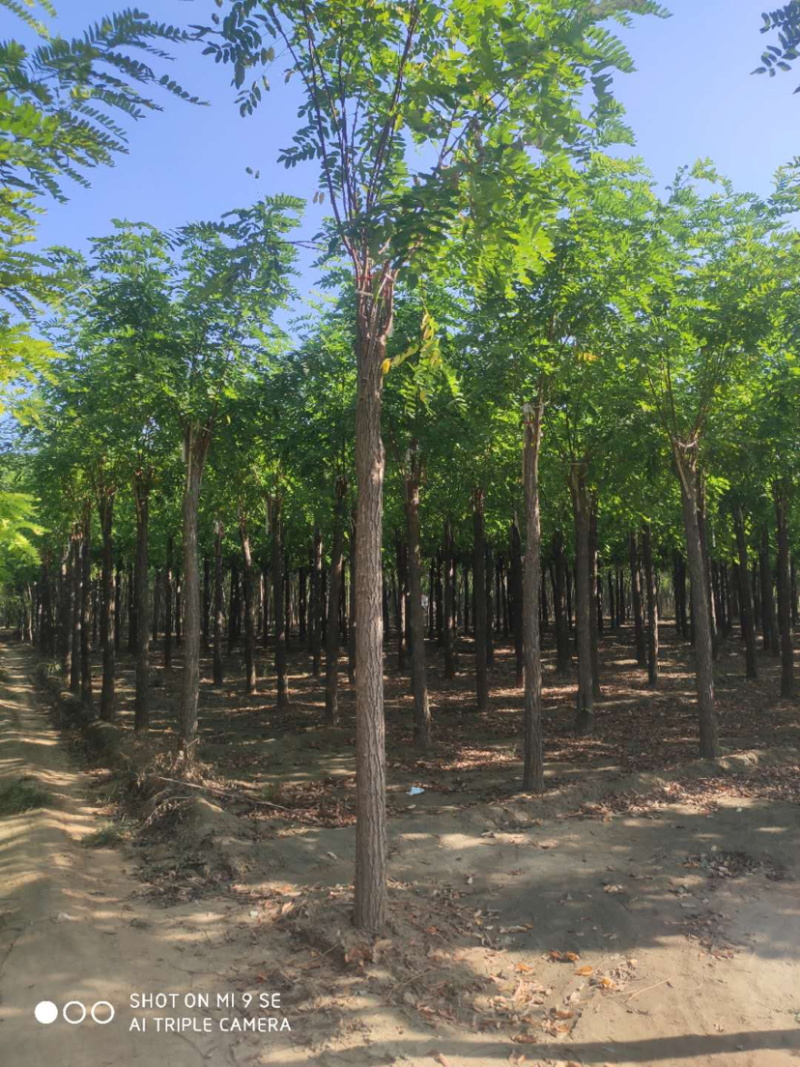 大量供应6-15公分平头刺槐嫁接香花槐