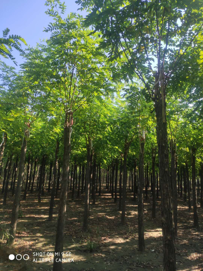 大量供应6-15公分平头刺槐嫁接香花槐