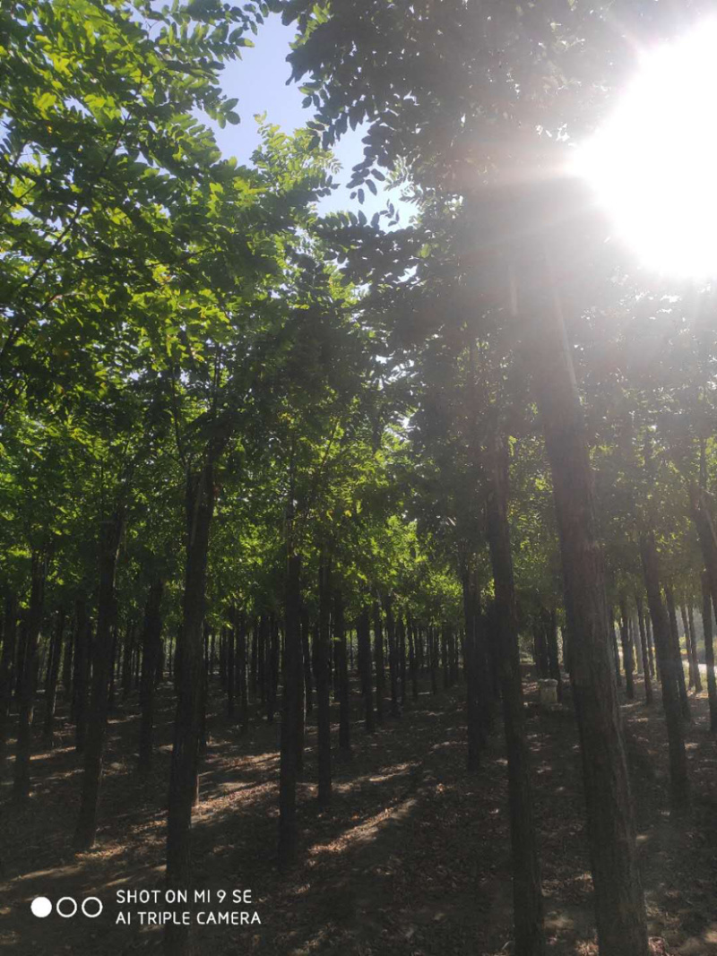 大量供应6-15公分平头刺槐嫁接香花槐