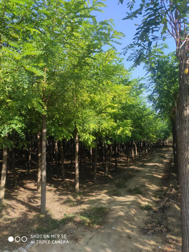 大量供应6-15公分平头刺槐嫁接香花槐