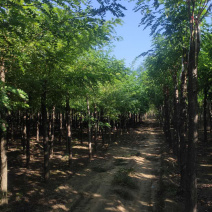 大量供应6-15公分平头刺槐嫁接香花槐