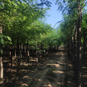 大量供应6-15公分平头刺槐嫁接香花槐