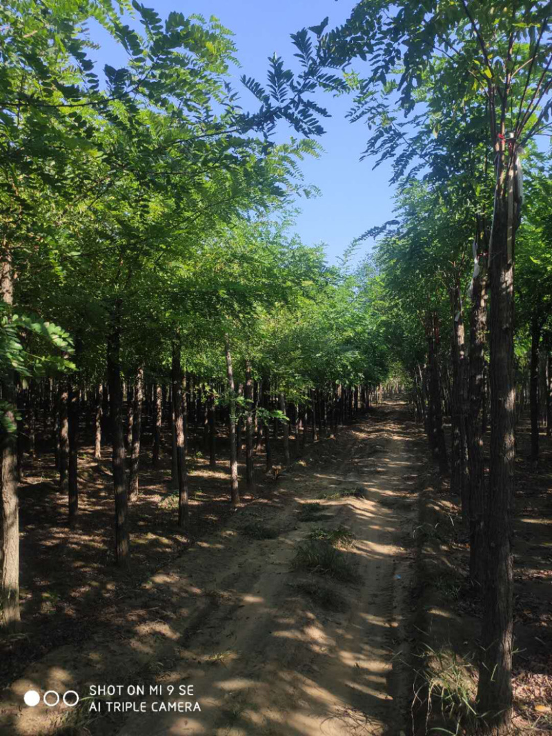 大量供应6-15公分平头刺槐嫁接香花槐