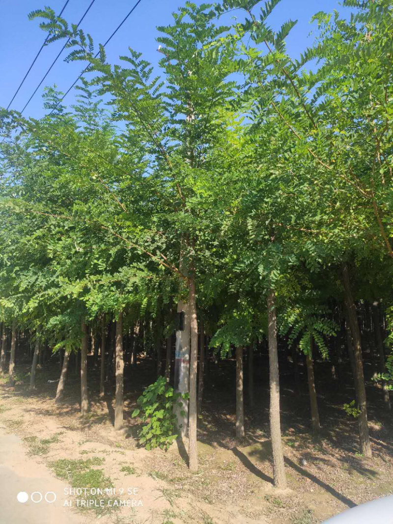 大量供应6-15公分平头刺槐嫁接香花槐