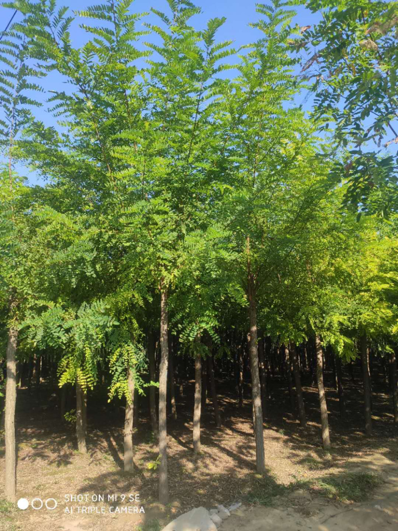大量供应6-15公分平头刺槐嫁接香花槐