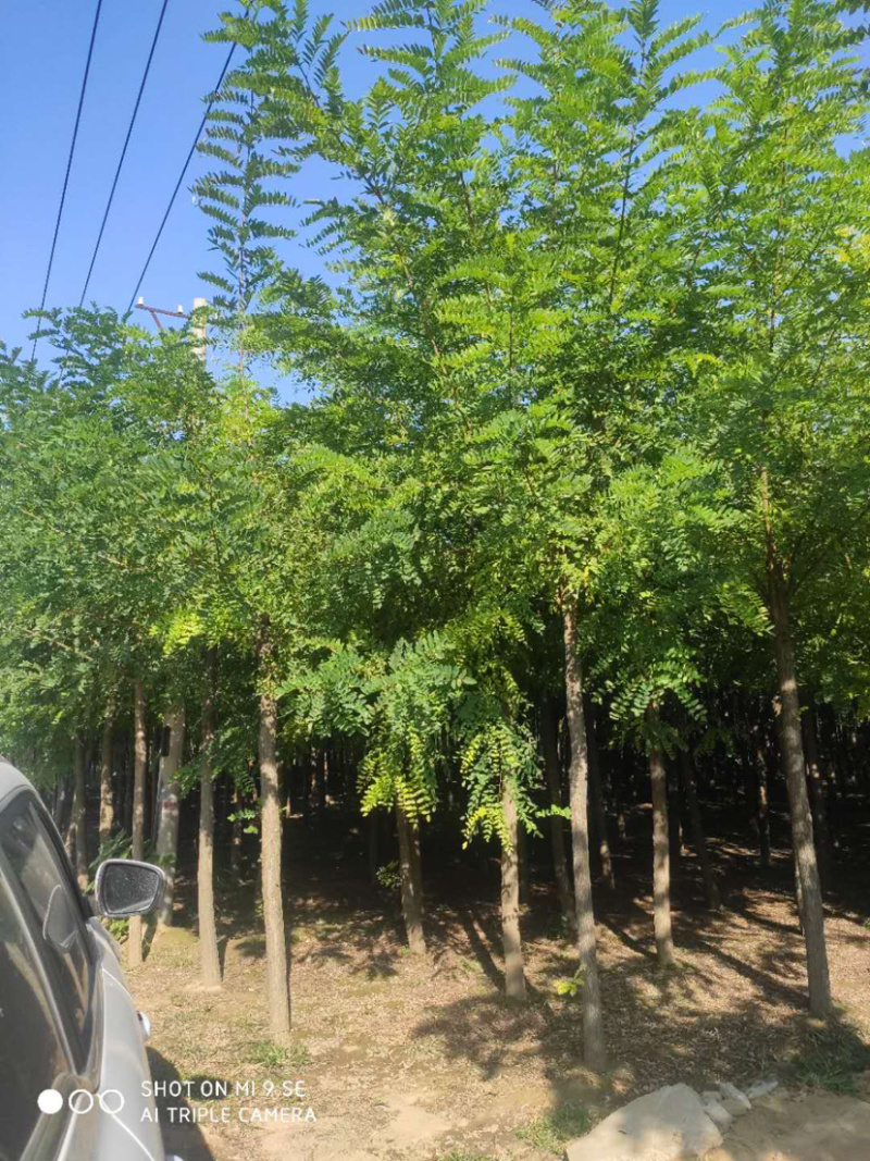 大量供应6-15公分平头刺槐嫁接香花槐