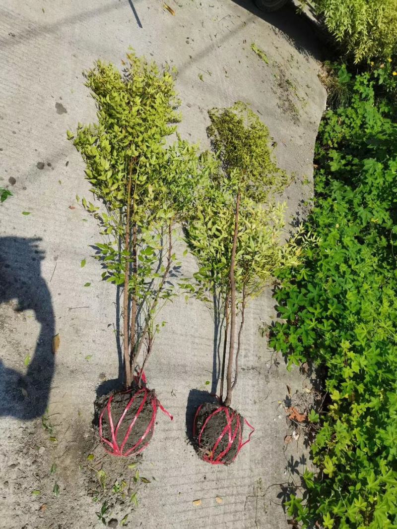 基地直销各规格精品南天竹，量大从优，欢迎选购
