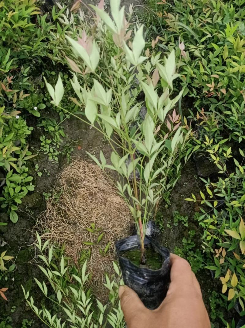 基地直销各规格精品南天竹，量大从优，欢迎选购