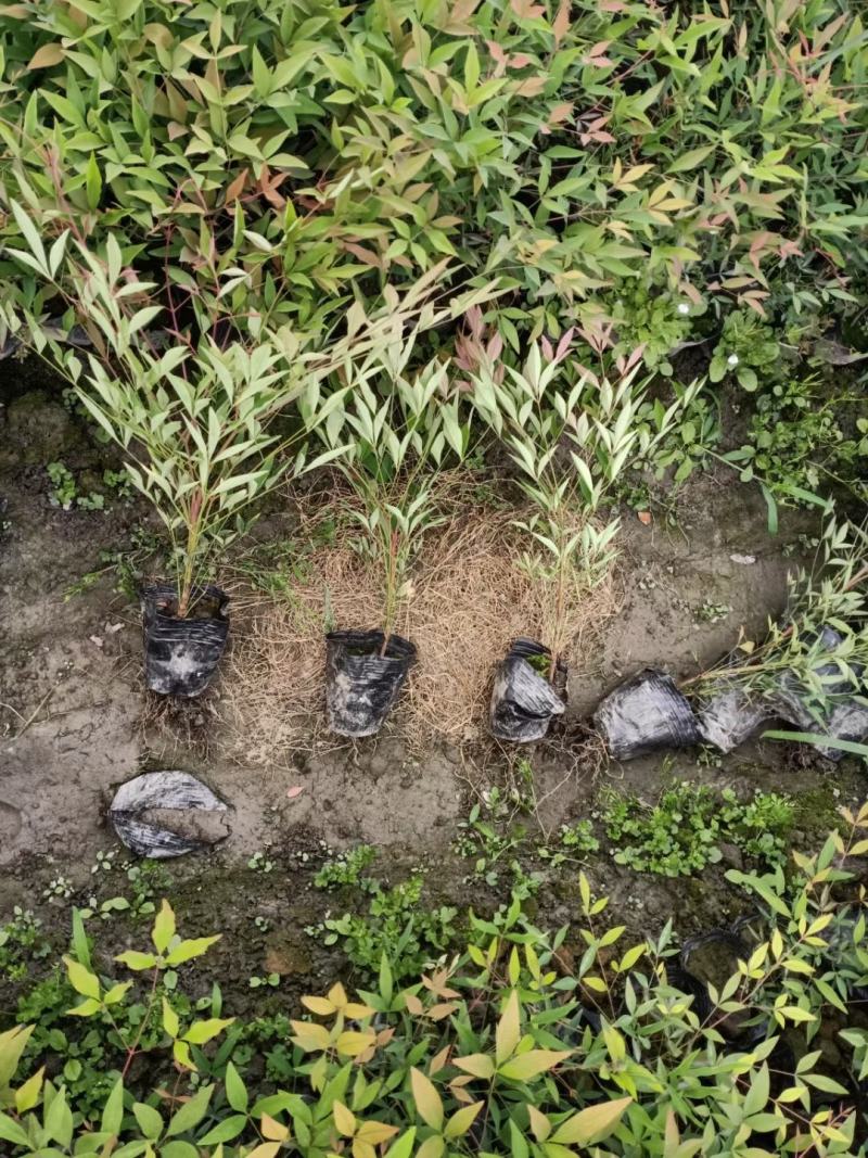 基地直销各规格精品南天竹，量大从优，欢迎选购