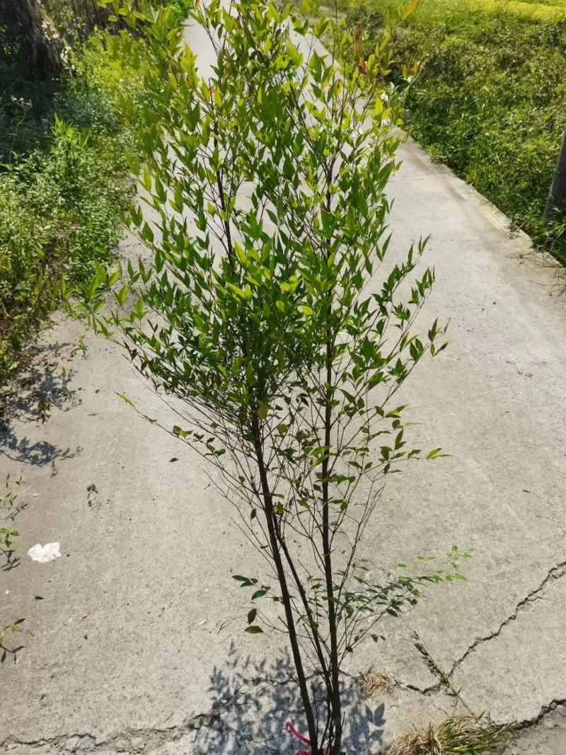 基地直销各规格精品南天竹，量大从优，欢迎选购