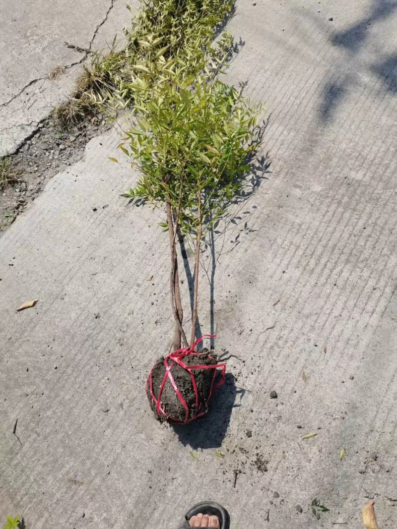 基地直销各规格精品南天竹，量大从优，欢迎选购