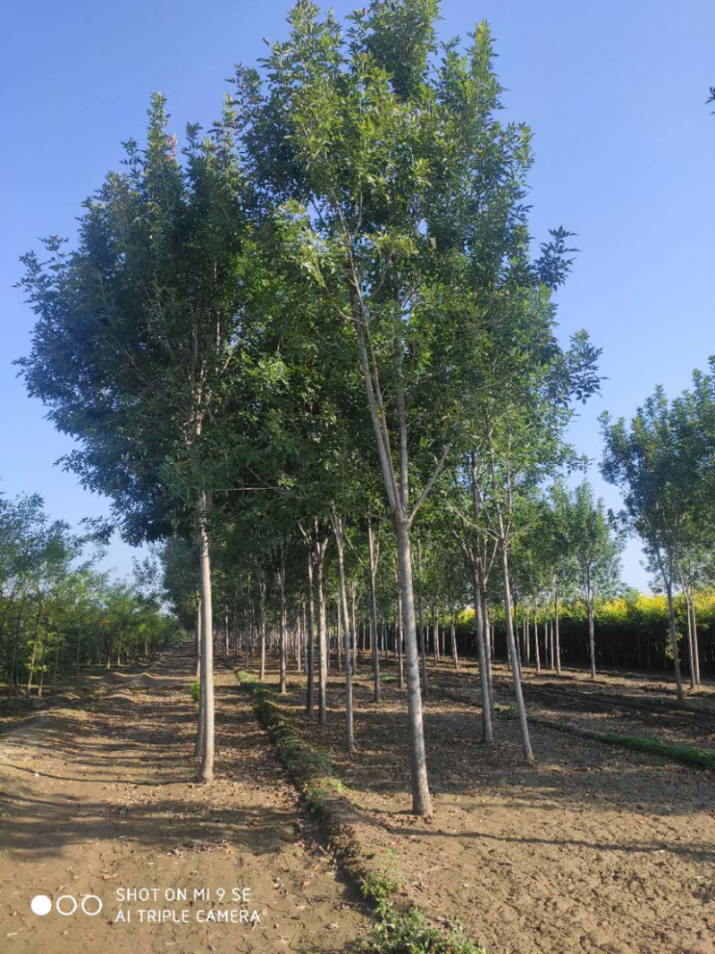 大量供应大小规格速生白蜡栾树
