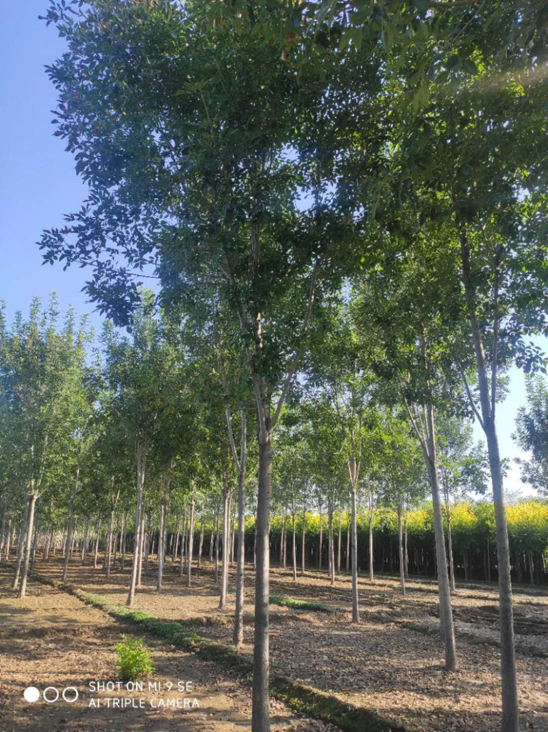大量供应大小规格速生白蜡栾树