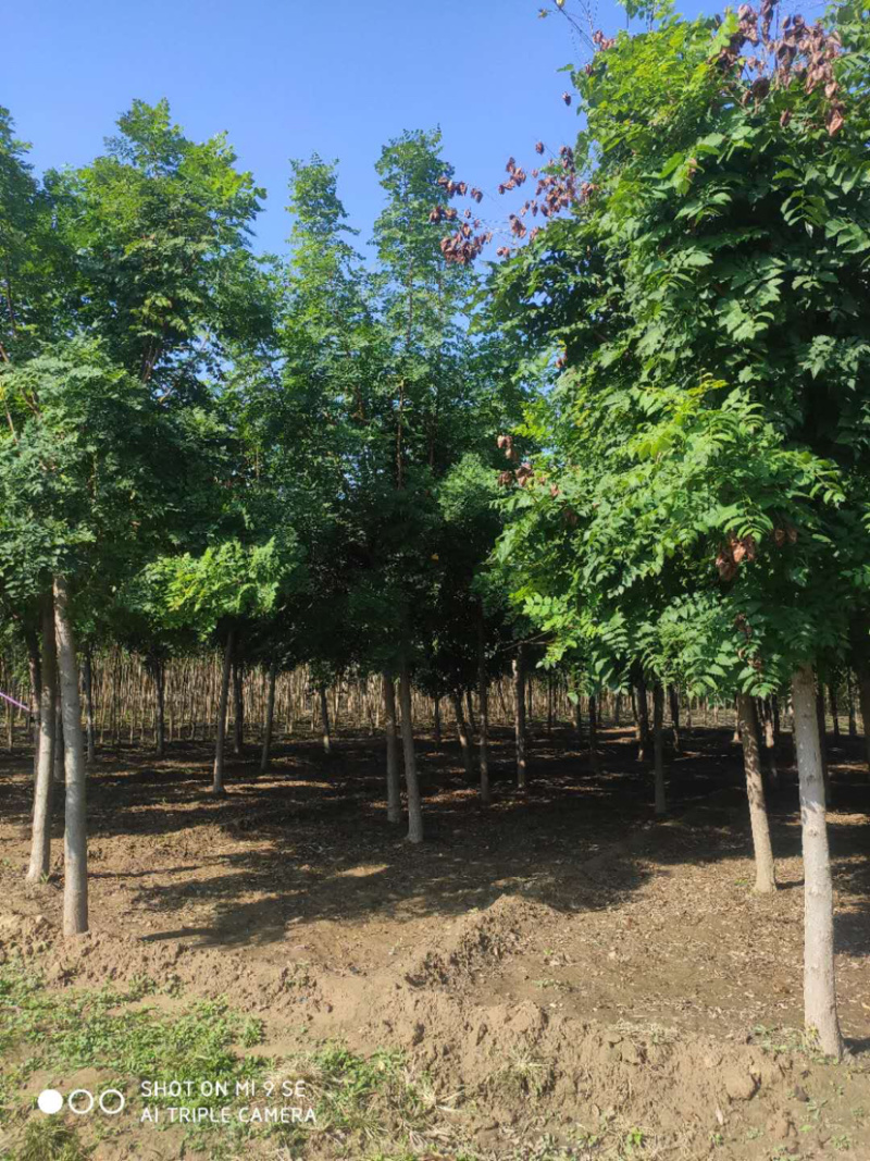 大量供应大小规格速生白蜡栾树