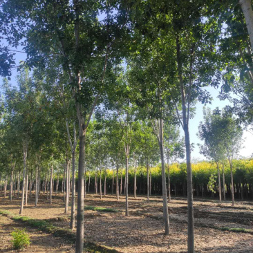大量供应大小规格速生白蜡栾树