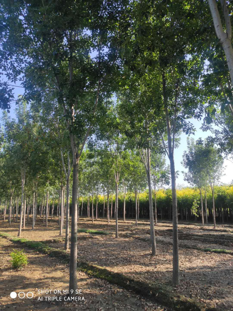 大量供应大小规格速生白蜡栾树