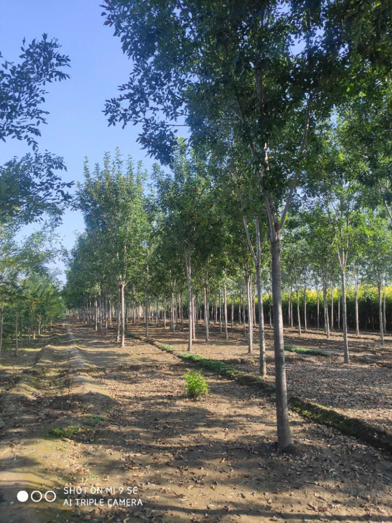 大量供应大小规格速生白蜡栾树