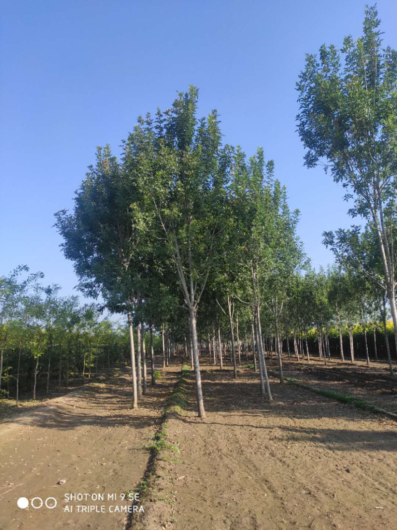 大量供应大小规格速生白蜡栾树
