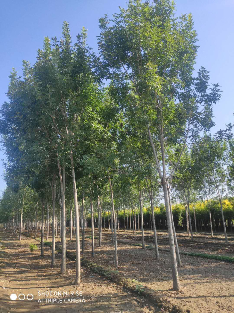 大量供应大小规格速生白蜡栾树
