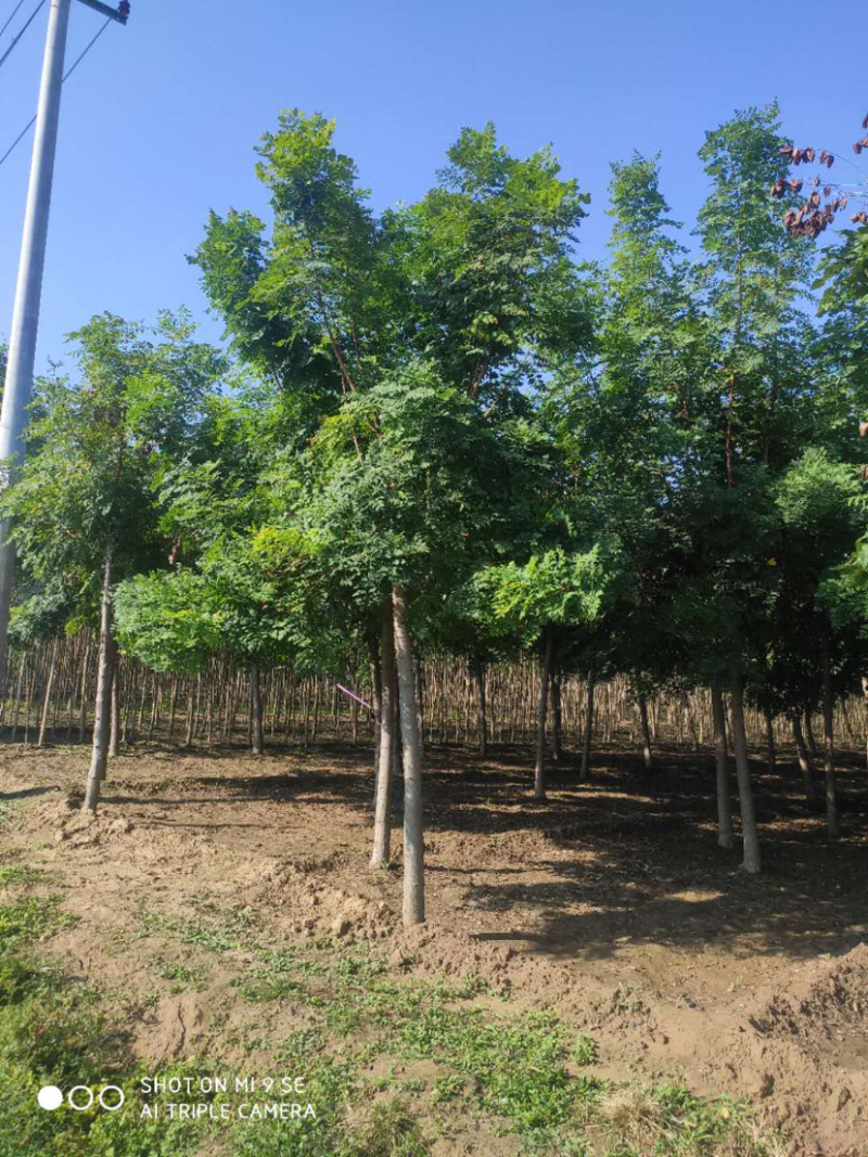 大量供应大小规格速生白蜡栾树
