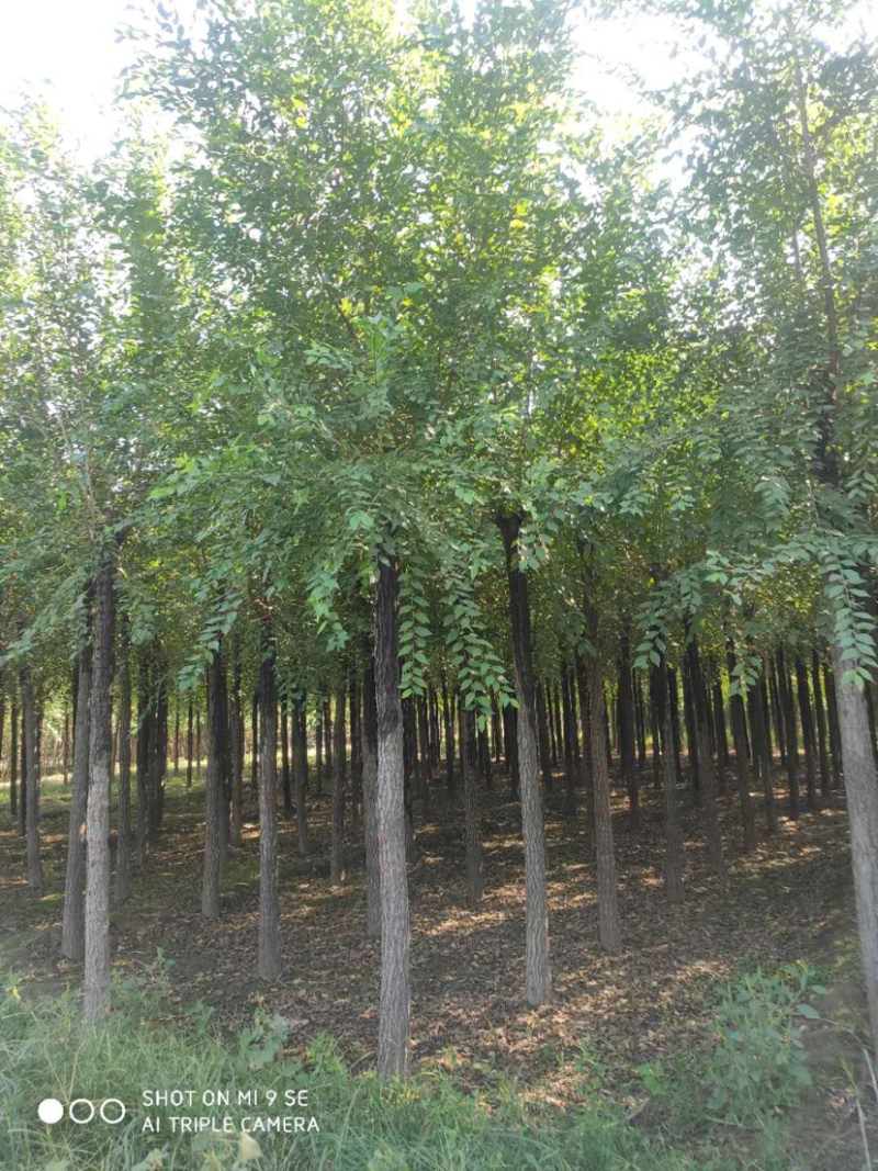供应平头榆树火炬垂柳等大小规格苗木