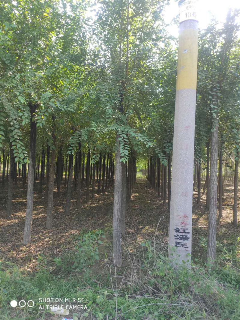 供应平头榆树火炬垂柳等大小规格苗木