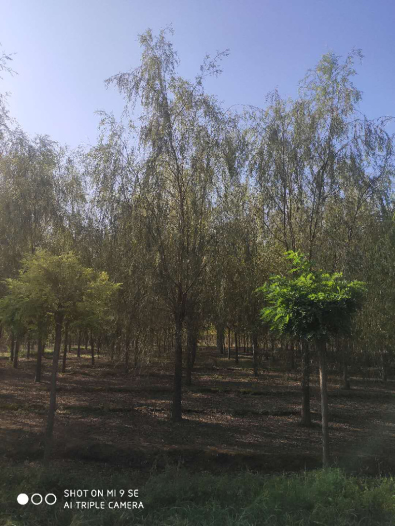 供应平头榆树火炬垂柳等大小规格苗木