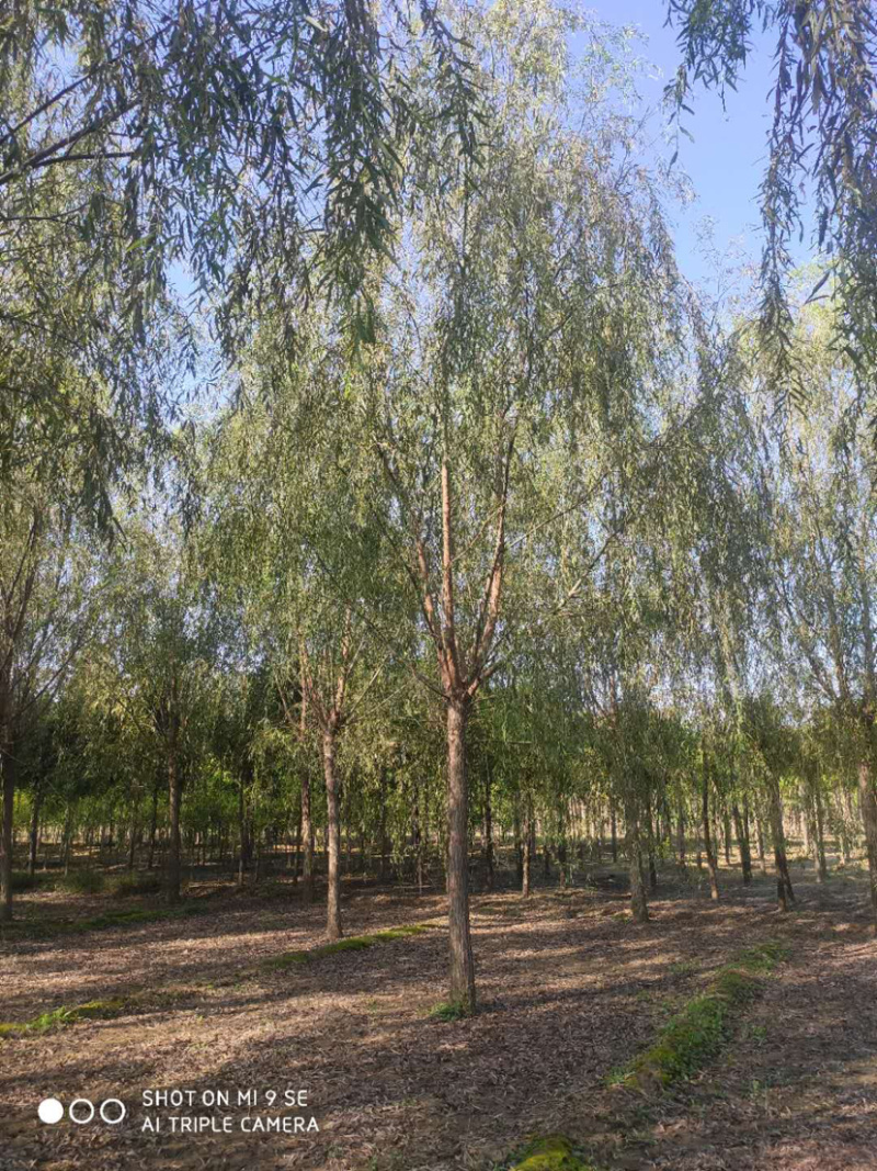 供应平头榆树火炬垂柳等大小规格苗木