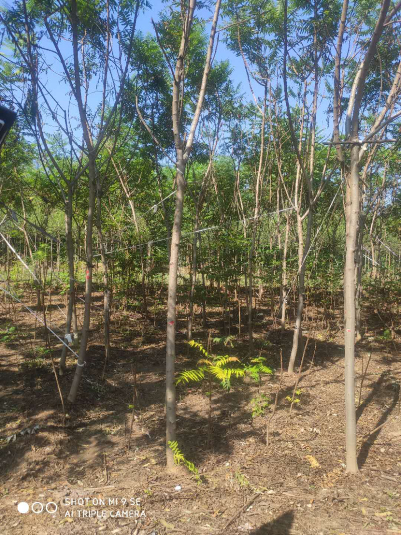 供应平头榆树火炬垂柳等大小规格苗木