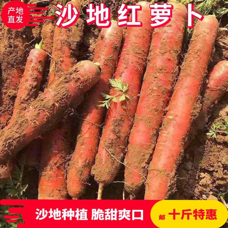 【红萝卜】大荔优质高次红萝卜五斤袋装保质保量代发全国