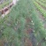 特菜批发，长年合作，欢迎老板联系