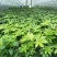 基地直销各规格精品八角金盘，量大从优，欢迎选购