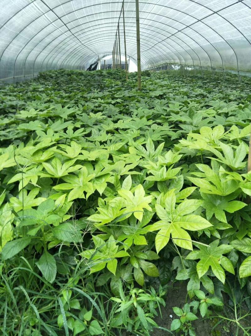 基地直销各规格精品八角金盘，量大从优，欢迎选购