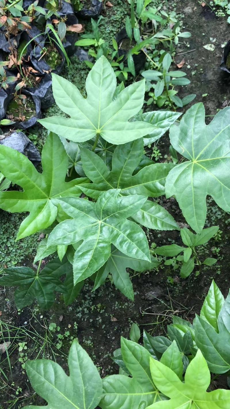 基地直销各规格精品八角金盘，量大从优，欢迎选购