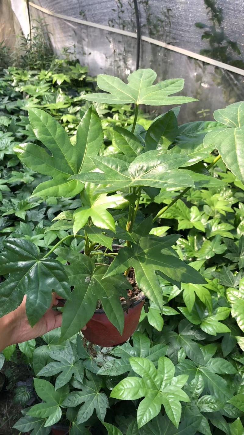 基地直销各规格精品八角金盘，量大从优，欢迎选购