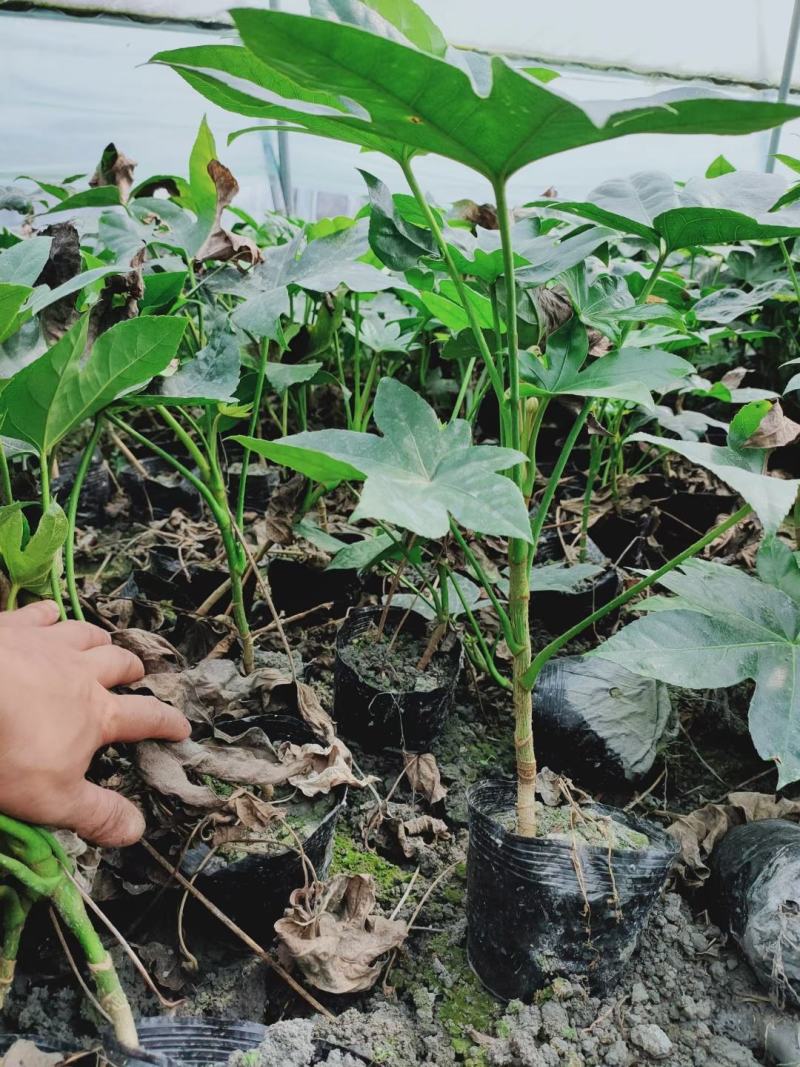 基地直销各规格精品八角金盘，量大从优，欢迎选购