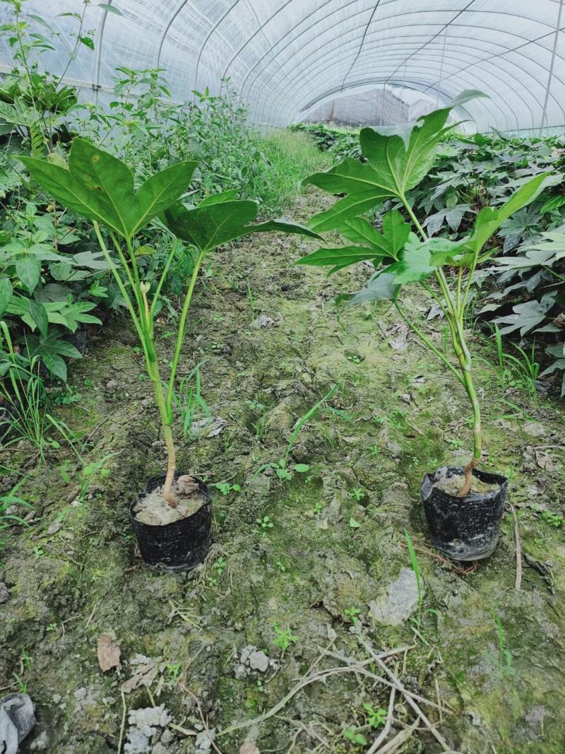 基地直销各规格精品八角金盘，量大从优，欢迎选购