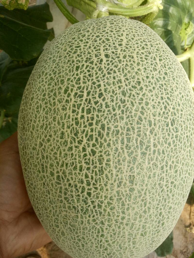 正宗大棚哈密瓜，产地直发，有需要的联系我！