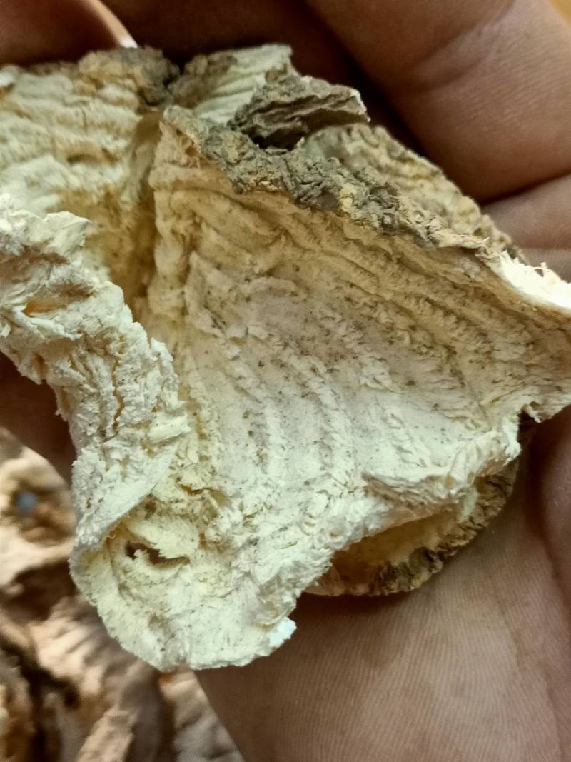 中药材商陆正品见肿消章柳根牛大黄山萝卜