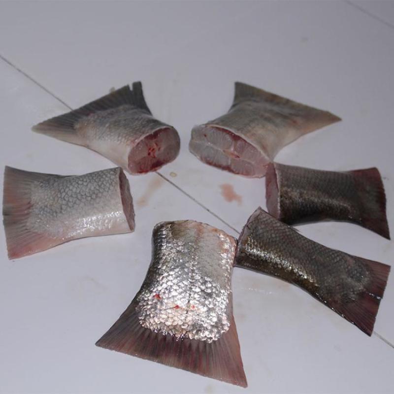 白鲢鱼尾当天现杀新鲜冷冻白鲢鱼尾