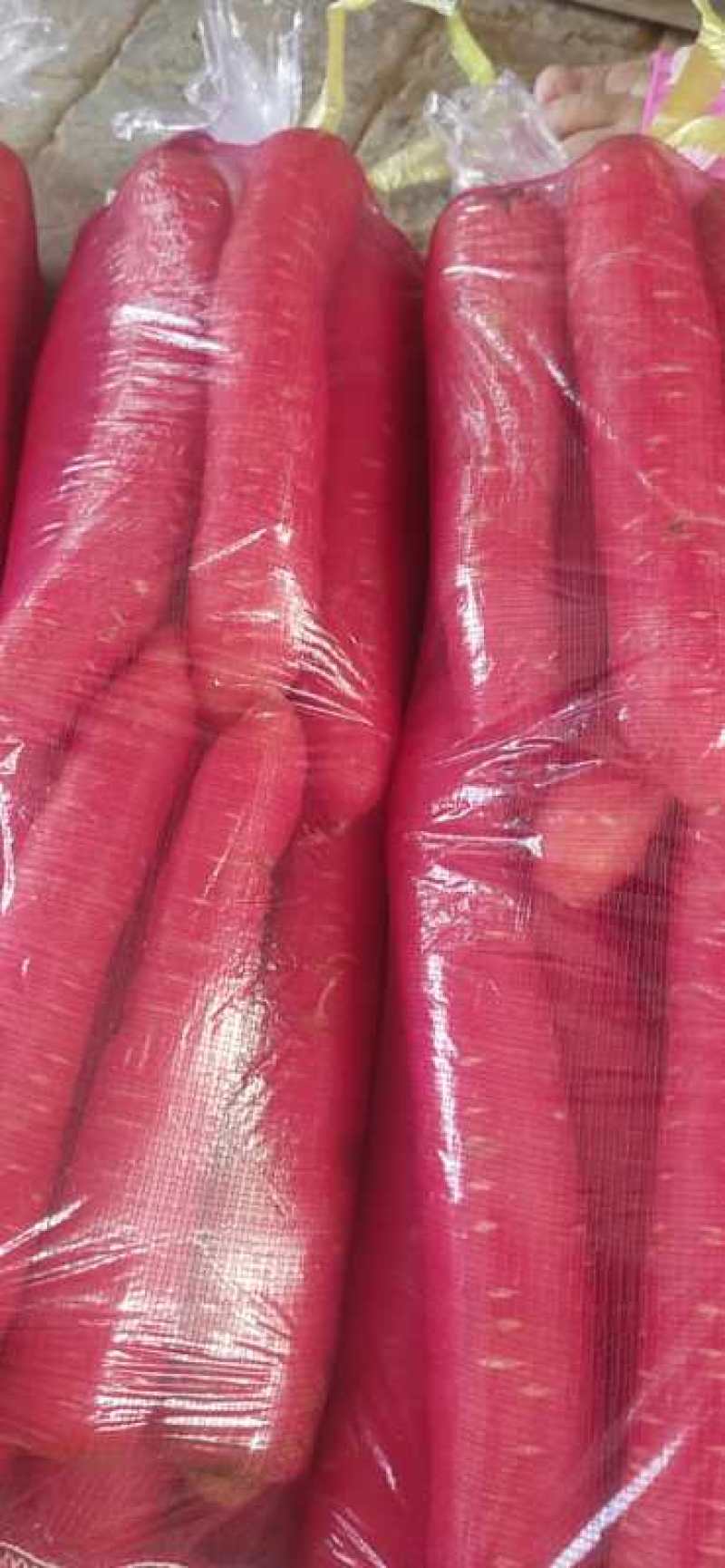 陕西渭南大荔县水洗高次红萝卜/精品水果萝卜量大从优
