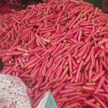 陕西渭南大荔县水洗高次红萝卜/精品水果萝卜量大从优