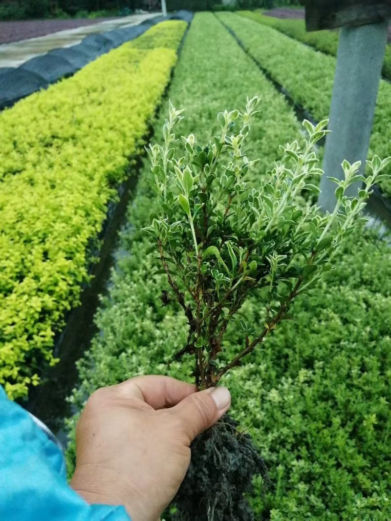 苗圃直供各规格精品六月雪，量大从优，欢迎选购